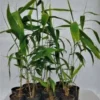 Tiger Grass 100mm Maxi Pots 10