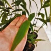 Tiger Grass 100mm Maxi Pots 14 scaled