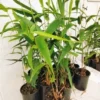 Tiger Grass 100mm Maxi Pots 16 1 scaled