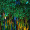 Bamboo Shop 1 0