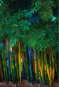 Bamboo Shop 1 0