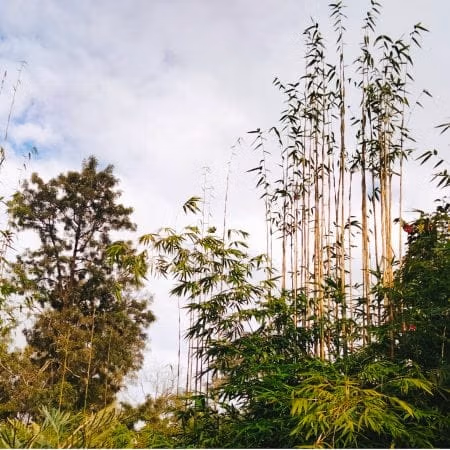 6 Steps How To Grow A Bamboo Hedge Slender Weavers Bamboo, Before Hedging