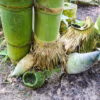Clumping Bamboo