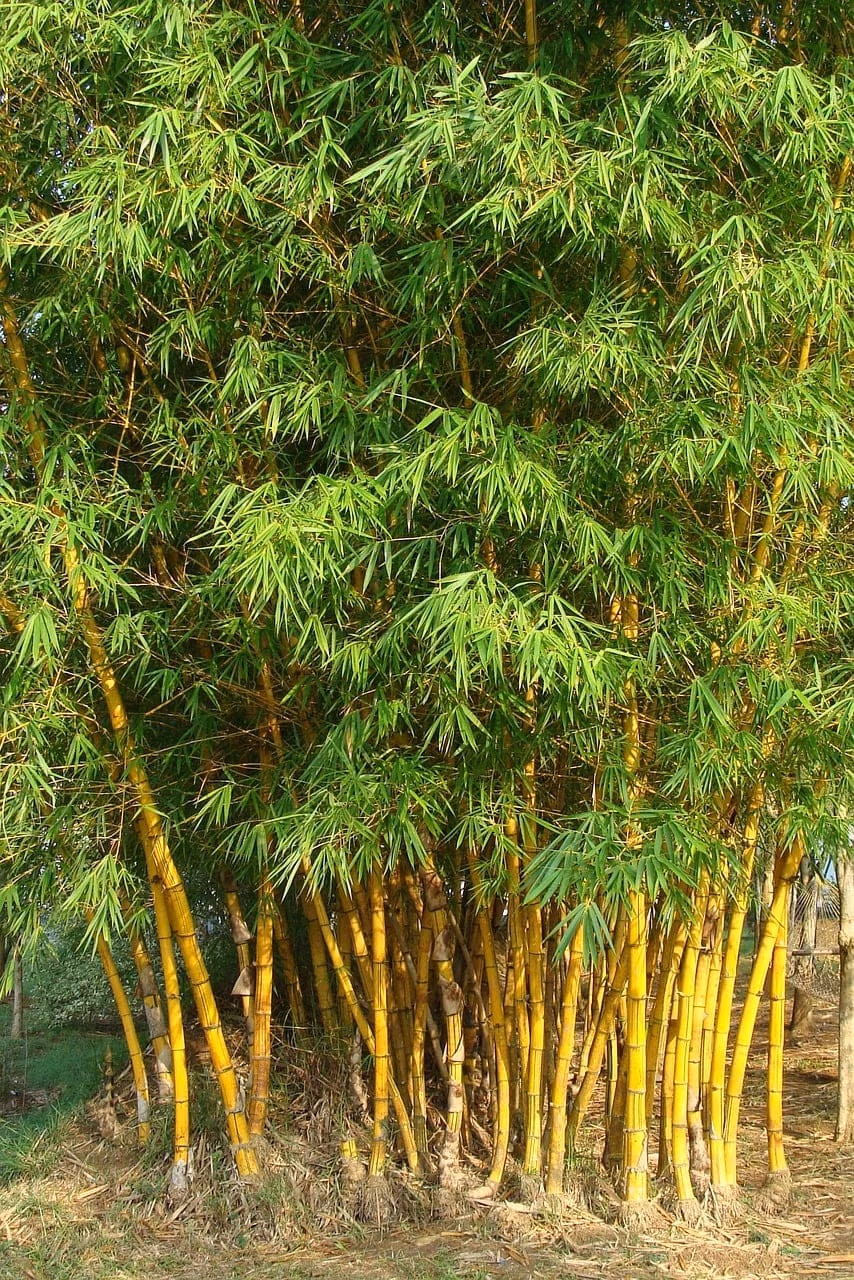 golden bamboo, striped bamboo, bambusa vulgaris-345767.jpg