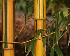 Painted Bamboo 100Mm Pot Painted Bamboo 100Mm Pot - Image 15