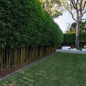 Image-1 Bamboo Hedge