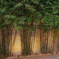 Clumping Bamboo Plants