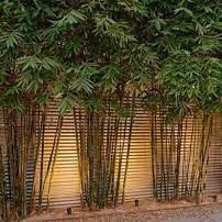 Faq Slender Weavers: Honest Answers Faq Slender Weavers Non Invasice