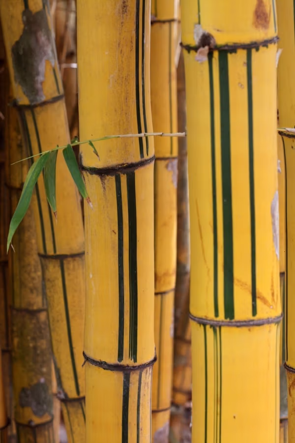 Painted Bamboo 100Mm Pot Painted Bamboo 100Mm Pot - Image 21