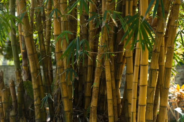 Painted Bamboo 100Mm Pot Painted Bamboo 100Mm Pot - Image 9