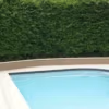 Slender Weavers Bamboo Providing Privacy Screen For A Swimming Pool
