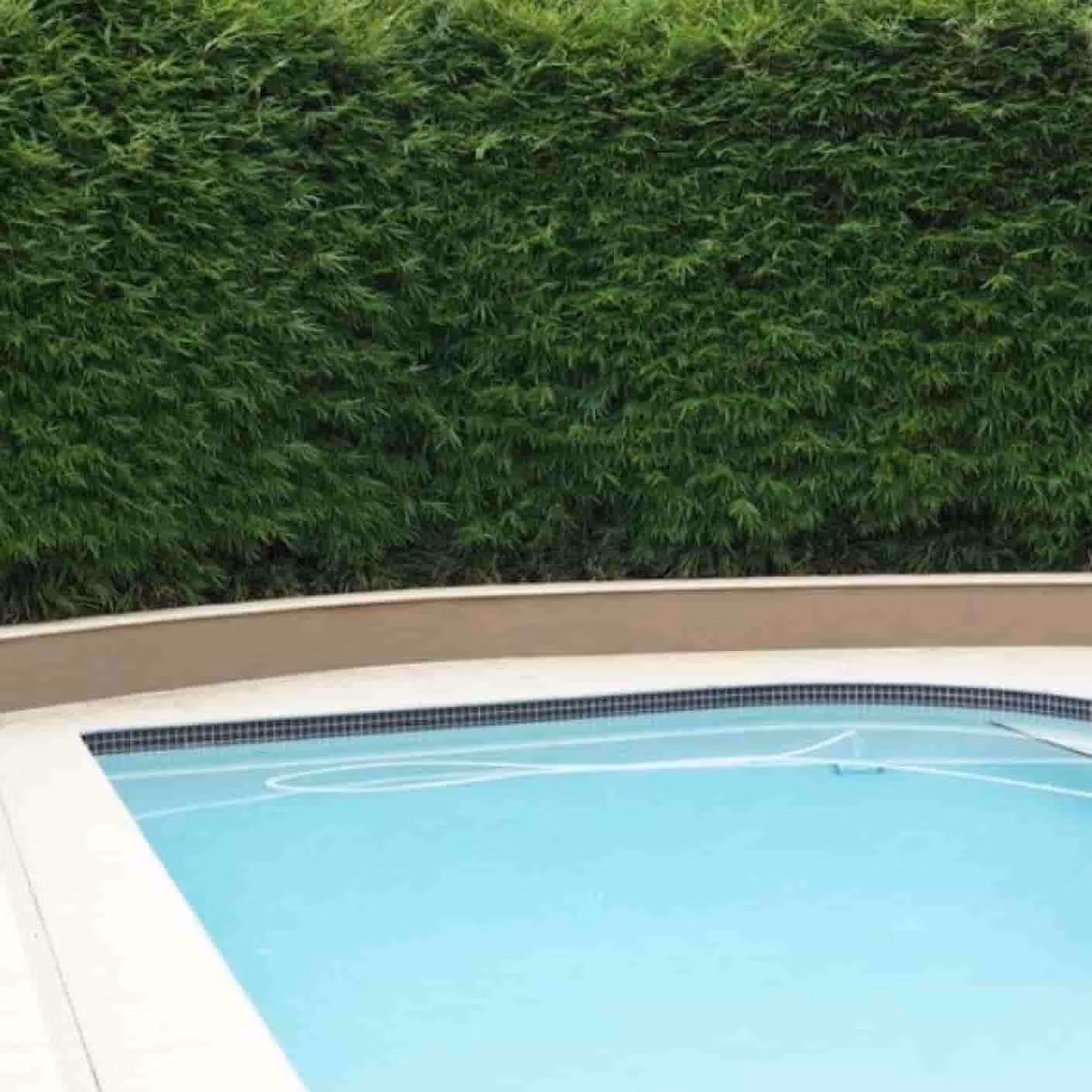 Slender Weavers Bamboo providing privacy screen for a swimming pool