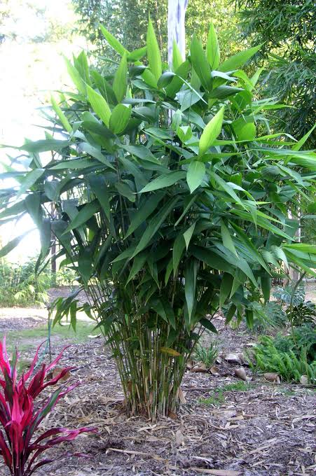 Sydney Bamboo Buy Slender Weavers Bamboo Tiger Grass Mature