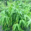 tiger grass